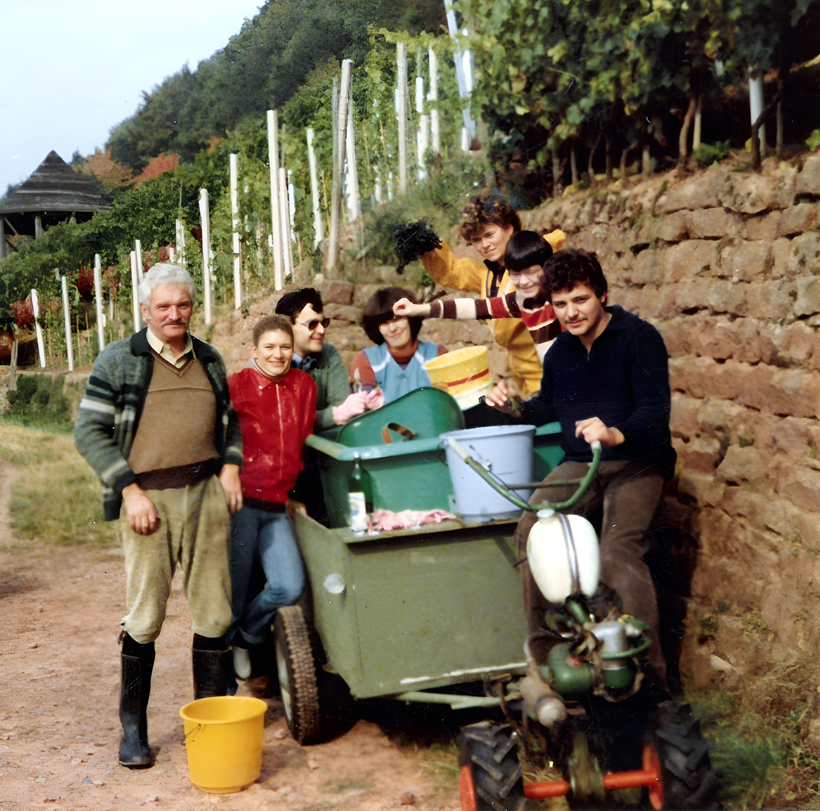 Traubenlese bei Familie Julien um 1978